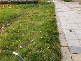 路边草地与步道景观