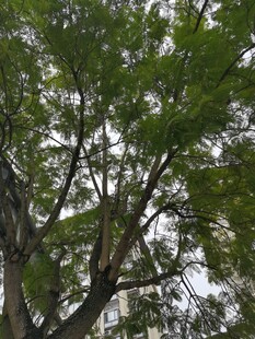 繁茂绿树展现自然生机