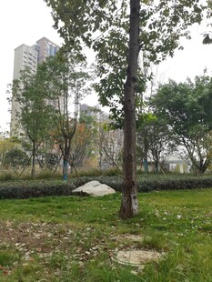 城市中的静谧树木与草地