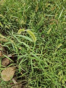 野外丛生的绿色植物