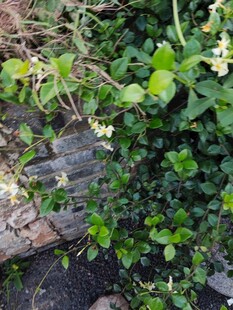 绿叶藤蔓间的白色小花