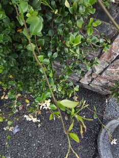 墙边绿植攀附生长