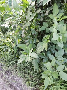 路边繁茂的绿色植物