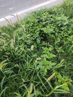 户外繁茂绿植景观