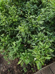 茂盛绿植生机盎然的景象