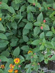 绿叶间绽放的多彩小花