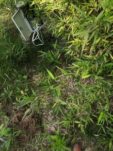 草丛中的神秘物件