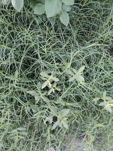 地面上的绿色杂草植物