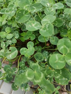 翠绿铜钱草植物特写