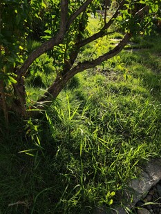 阳光下的绿荫草地