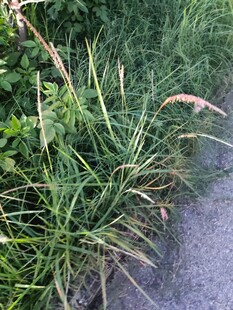 路边生长的茂盛野草