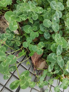 绿叶植物与石块的自然景象