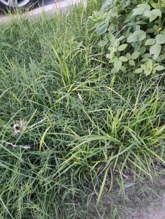 户外翠绿丛生的野草