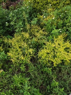 绿意盎然的繁茂植物景观