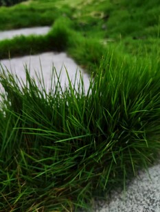 石板小径旁的翠绿青草