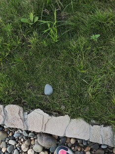 草地边的石头与绿植