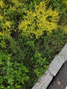 路边黄绿相间的蓬勃植物