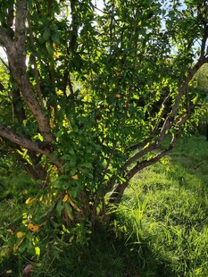 阳光下繁茂的绿树与草地