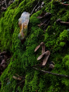 青苔上的透明奇异物体
