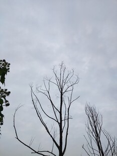 枯树挺立在阴沉天空下