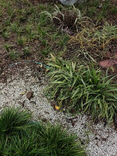 多样绿植装点地面景观