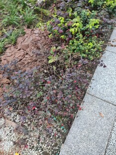 路边绿植旁的裸露土地
