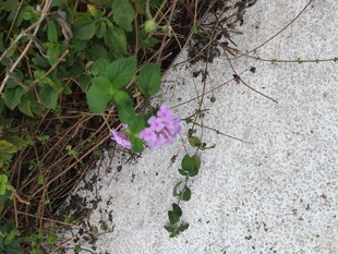 墙边绽放的紫色小花