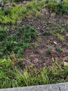 户外草地植物景观