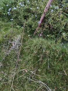 草地中的枯枝与小花