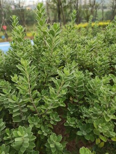 翠绿茂盛的灌木丛