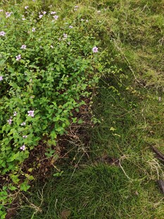 草地中的绿色植物与小花