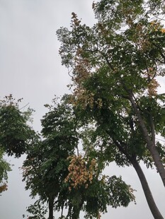 秋日树梢黄叶点缀绿意