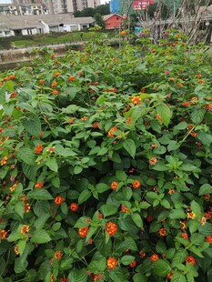 绿叶间的橙红小花绽放