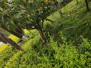 绿意盎然的山林植物景观