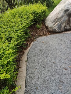 石边绿植环绕的小径