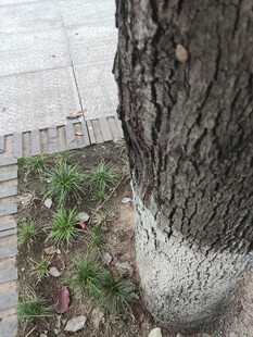 树干底部的白色涂抹痕迹