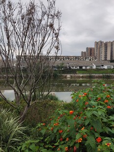 城市河畔花草景观