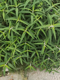 翠绿细长叶片的植物景观