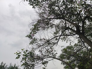 天空下的繁茂树木