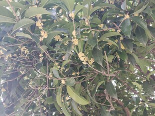 枝头绽放的黄色桂花