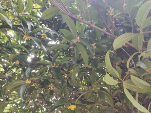 枝叶繁茂的绿意景象