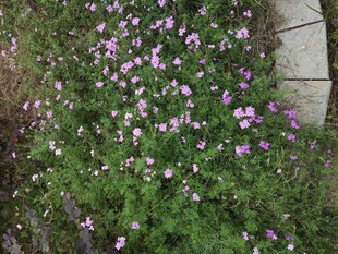 紫色小花丛生机盎然