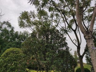 户外繁茂树木景观