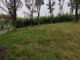 户外草地与树木景观