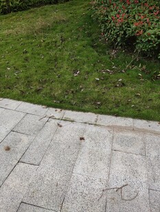 庭院石板路与绿植景观