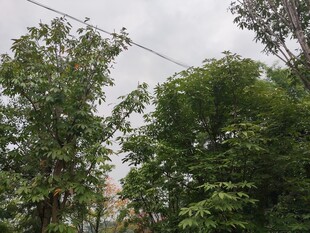 绿树成荫的自然景象