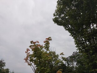 阴天中的繁茂树木