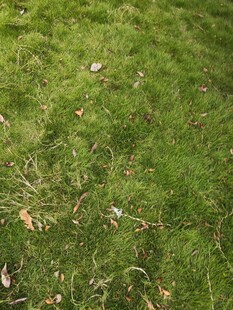 翠绿草地散落些许枯叶