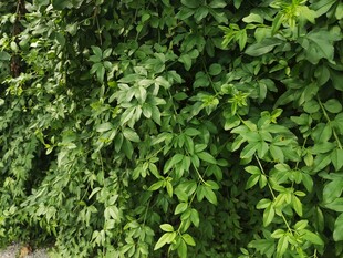 翠绿繁茂的爬藤植物