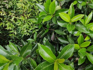 翠绿繁茂的植物景观